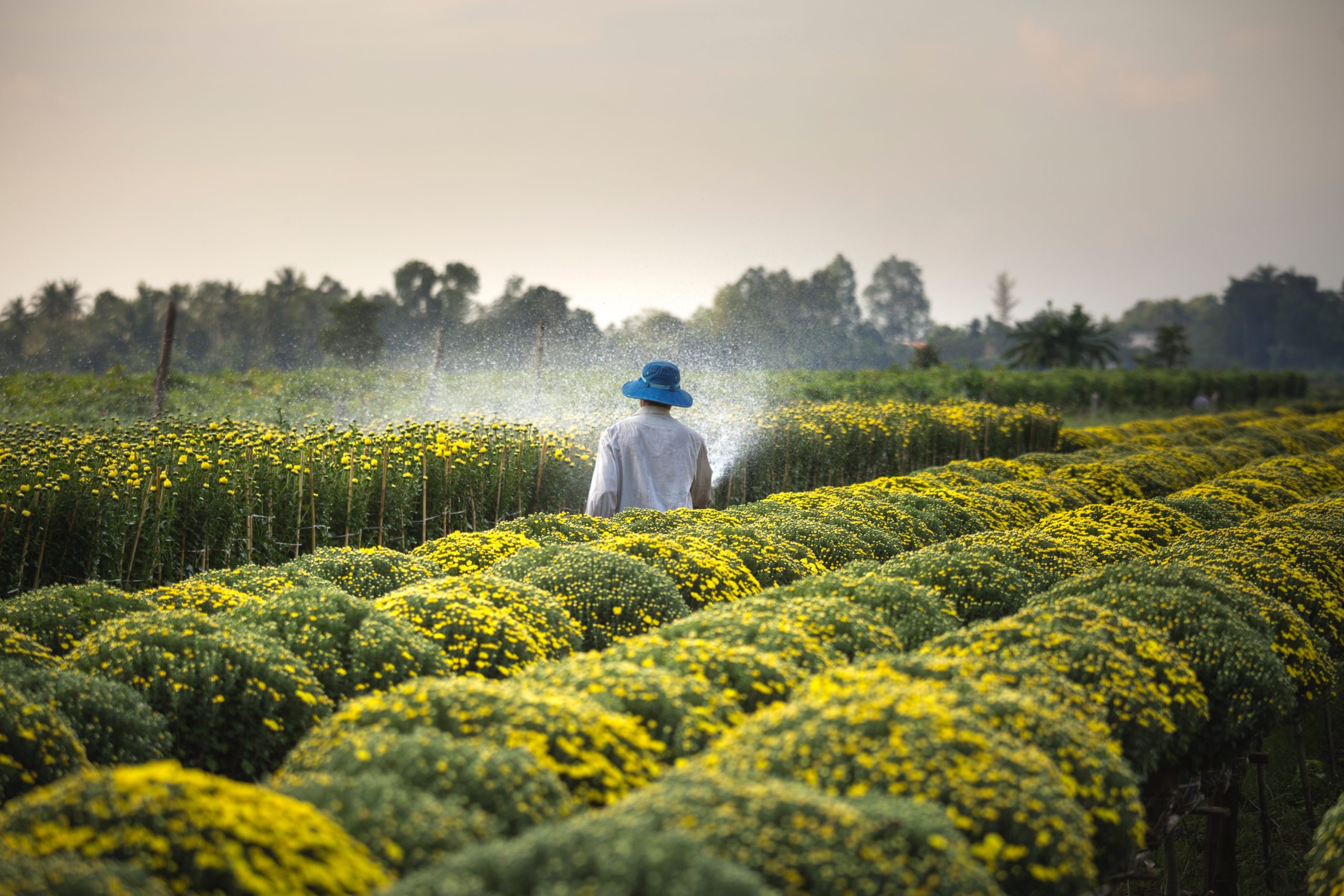 agriculture